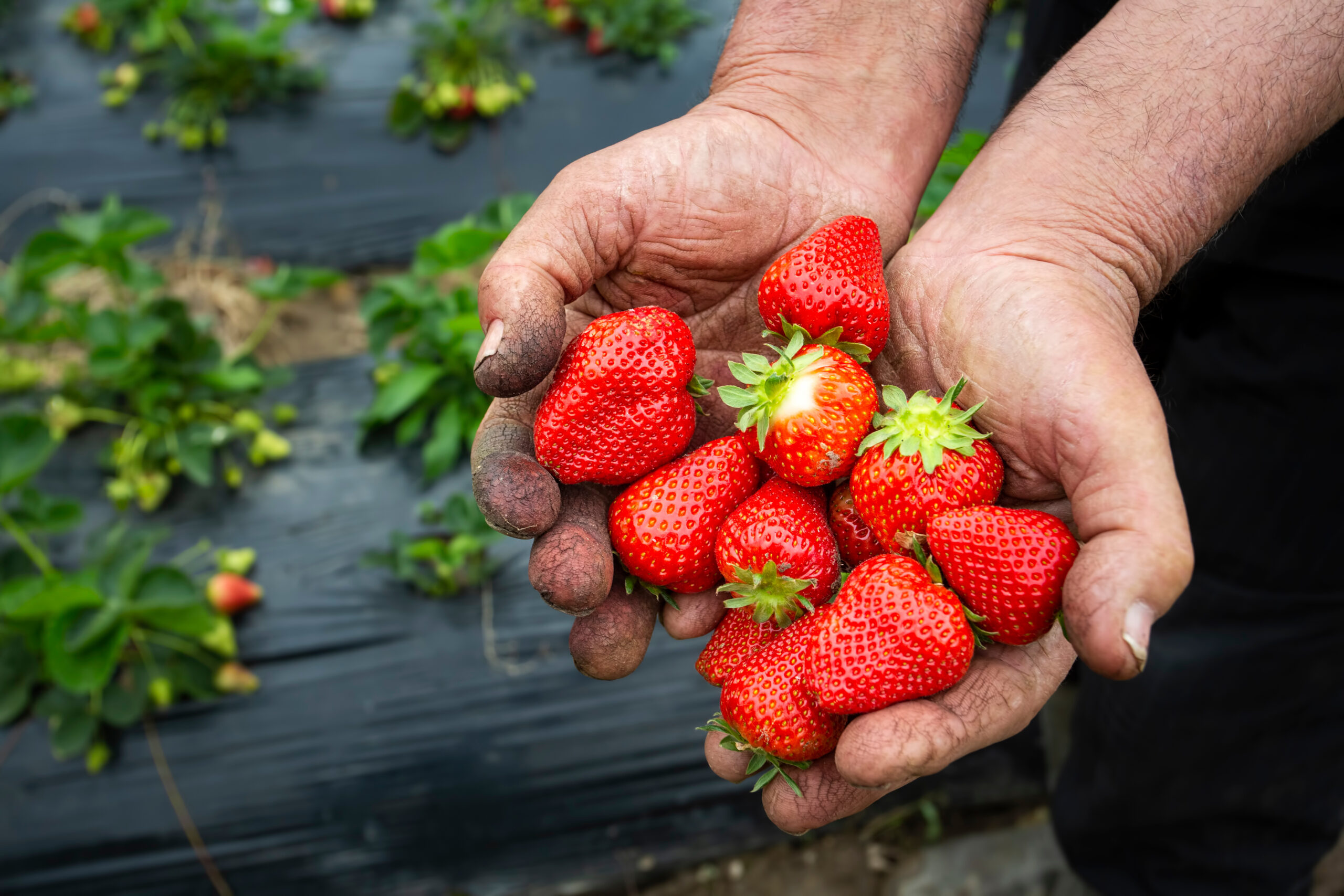 Organic, fresh fruit strawberry Field (Emiralem / Izmir / Turkey)